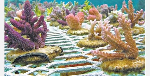 உலக வெப்பமயமாக்கல்; சுமார் 14% பவளப் பாறைகள் அழிந்துள்ளன: ஆய்வில் தகவல்