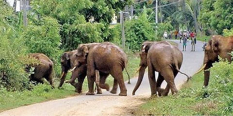 கோவை சிறுமுகையை அடுத்த லிங்காபுரம் கிராமத்துக்குள் நுழைந்த யானைக்கூட்டம்.