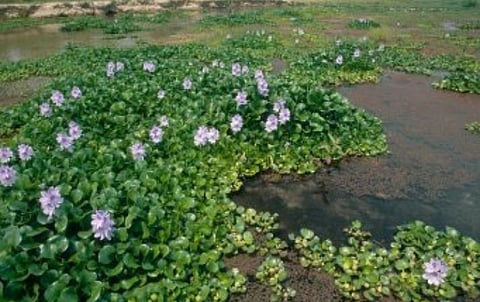 ஆகாயத்தாமரை செடிகளில் இருந்து மின்சார உற்பத்தி- அரசு செயலர்கள் கொள்கை முடிவு எடுத்து செயல்படுத்த பசுமை தீர்ப்பாயம் உத்தரவு
