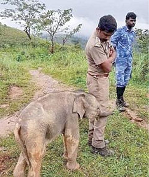 வன ஊழியர்களுடன் பின்தொடர்ந்த குட்டி யானை.