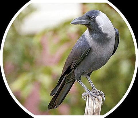 பளிச் பத்து 102: காகம்