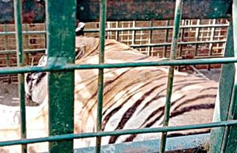 நீலகிரி அருகே பிடிபட்ட டி.23 புலியை மைசூரு உயிரியல் பூங்காவுக்கு கொண்டு செல்வது குறித்து வனத்துறைச் செயலாளர் சுப்ரியா சாஹூ, தமிழ்நாடு முதன்மை உயிரின வனப் பாதுகாவலர் சேகர்குமார் நீரஜ் ஆகியோருடன் ஆலோசனை நடத்திய தமிழக வனத்துறை அமைச்சர் கா.ராமச்சந்திரன். (அடுத்த படம்) மாயார் வனத்தில் மயக்க ஊசி செலுத்தப்பட்டு கூண்டில் அடைக்கப்பட்ட புலி.