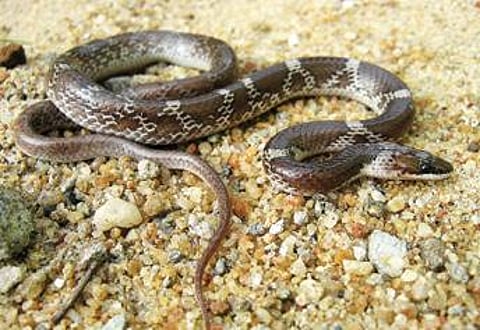 நல்ல பாம்பு 05: வெள்ளிக்கோல் வரையன்