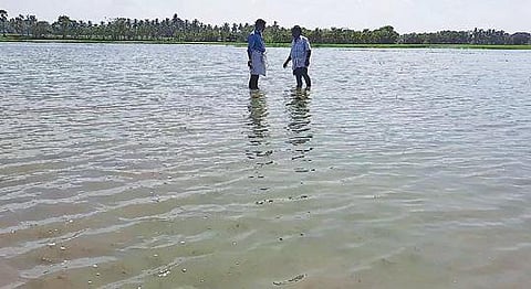 சேத்தியாத்தோப்பு அருகே கோதண்டவிளாகம் கிராமத்தில் சம்பா நாற்று நடப்பட்ட வயலில் மழை நீர் தேங்கி நிற்கிறது.