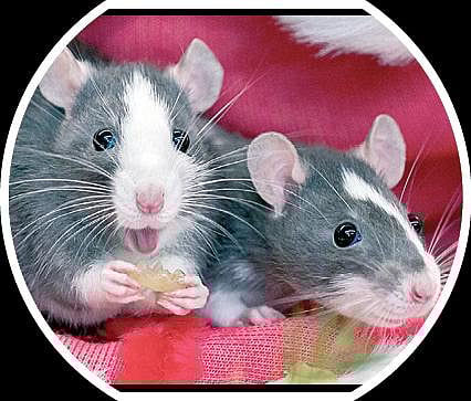 பளிச் பத்து 109: எலி