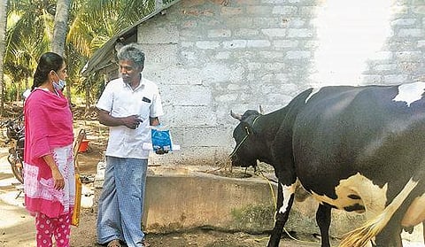 தாது உப்பு குறைபாட்டால் கறவை மாடுகளுக்கு பால் காய்ச்சல் பாதிப்பு : தடுக்கும் முறை குறித்து கால்நடை மருத்துவ உதவி பேராசிரியர் தகவல்