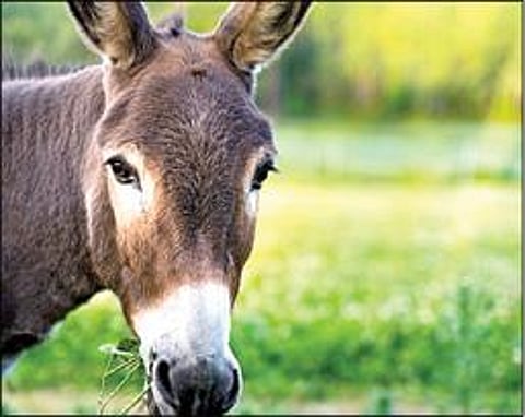 பளிச் பத்து 110: கழுதை