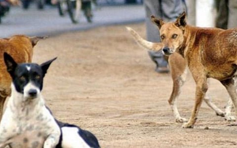 புதுச்சேரியில் இறைச்சியில் விஷம் வைத்து 7 நாய்கள் கொலை: போலீஸார் விசாரணை