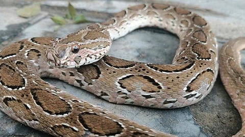 நல்ல பாம்பு 6: மலைப் பாம்புடன் குழப்பிக்கொள்ளக் கூடாது!