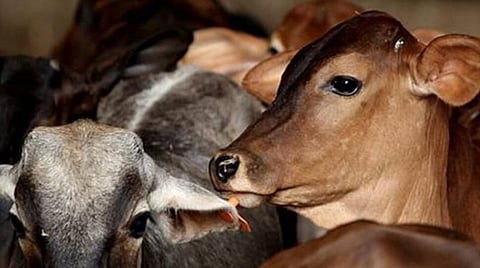 காஞ்சியில் கோமாரி நோய் தடுப்பூசி முகாம் நவம்பருக்கு தள்ளி வைப்பு: மருந்துக்காக காத்திருக்கும் 4 லட்சம் கால்நடைகள்