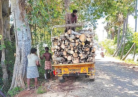 சிவகங்கை அருகே சோனைப்பட்டியில் ஆலமரத்தை வெட்டி வாகனத்தில் ஏற்றப்பட்ட மரக்கட்டைகள்.