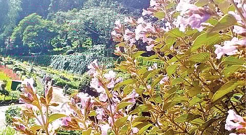 உதகை அரசு தாவரவியல் பூங்காவில் பூத்துக் குலுங்கும் குறிஞ்சி மலர்கள் :