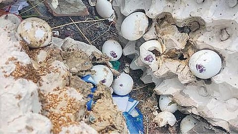 வாவிபாளையம் பள்ளியில் வழங்கிய அழுகிய முட்டைகள் குப்பையில் கொட்டப்பட்டுள்ளன.