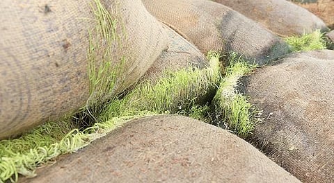 வேலூர் மாவட்டம் பொன்னை அடுத்த கீரைசாத்து பகுதியில் உள்ள அரசு நேரடி நெல் கொள்முதல் நிலையத்தில் மழையில் நனைந்து நாற்று முளைத்து வீணாகும் நெல்மூட்டைகள். படங்கள்: வி.எம்.மணிநாதன்.