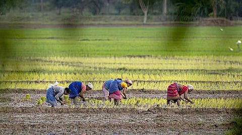 கடும் சரிவை நோக்கிச் செல்லும் விவசாயம்: கடந்த 4 ஆண்டுகளில் 25,616 ஹெக்டேர் விவசாய நிலப்பரப்பு குறைந்தது