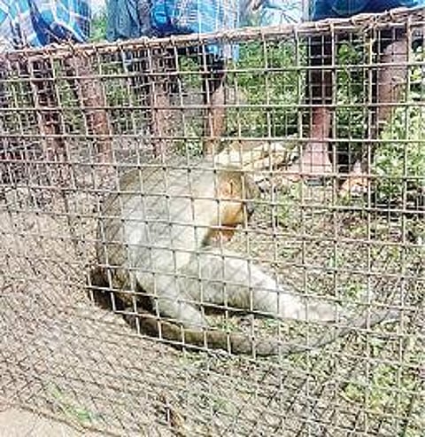 கேளூர் ஊராட்சியில் வைக்கப் பட்ட கூண்டில் சிக்கிய குரங்கு.