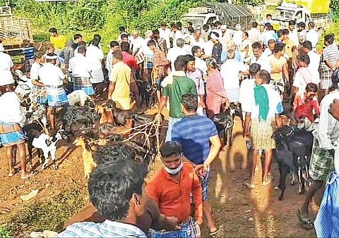 வடலூர் வார சந்தையில் விற்பனைக்கு குவிந்த ஆடுகள்.