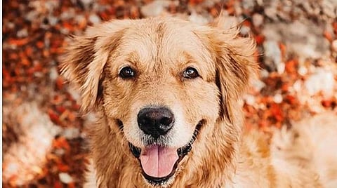 பிரதிநிதித்துவப் படங்கள்.