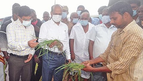 பரங்கிப்பேட்டை ஒன்றியத்துக்கு உட்பட்ட பூவலை கிராமத்தில் பெய்த கன மழையால் விளைநிலங்களில் மூழ்கியுள்ள நெல் பயிரை மாவட்ட ஆட்சியர் கி.பாலசுப்ரமணியம் பார்வையிட்டார்.