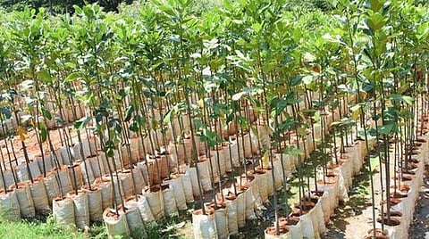 தமிழகத்தில் மரம் நடுதலில் இந்திய மருத்துவ சங்கம் உலக சாதனை