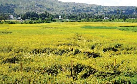 கிருஷ்ணகிரி அருகே அவதானப்பட்டி பகுதியில் பெய்த மழையால் விளைநிலங்களில் சாய்ந்து சேதமான நெற்கதிர்கள்