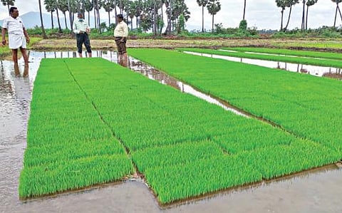 கோபியை அடுத்த அளுக்குளி கிராமத்தில் கிருஷ்ணசாமி என்பவரது வயலில் இயந்திர நடவுமுறைக்கான நாற்றங்கால் வயலை ஈரோடு வேளாண்மை இணை இயக்குநர் சி.சின்னசாமி பார்வையிட்டு ஆலோசனை வழங்கினார்.