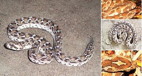 நல்ல பாம்பு 8: சூது அறியாத சுருட்டை விரியன்