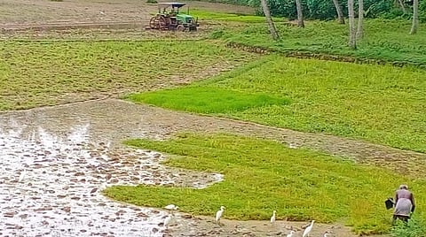 கன்னியாகுமரி மாவட்டம் இரணியலில் நெல் நடவுப் பணிக்காக வயல்களைப் பண்படுத்தும் பணி மும்முரமாக நடந்து வருகிறது | படம்: எல்.மோகன்.