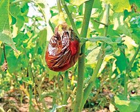 மத்தூர் பகுதியில் கத்தரிக்காய் அறுவடையில் ஈடுப்பட்டுள்ள விவசாயிகள். அடுத்தபடம்: மழை, பூச்சி தாக்குதலால் அழுகிய கத்தரிக்காய்.