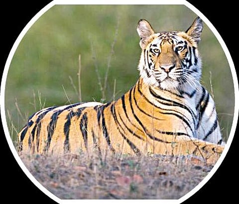 பளிச் பத்து 126: புலி