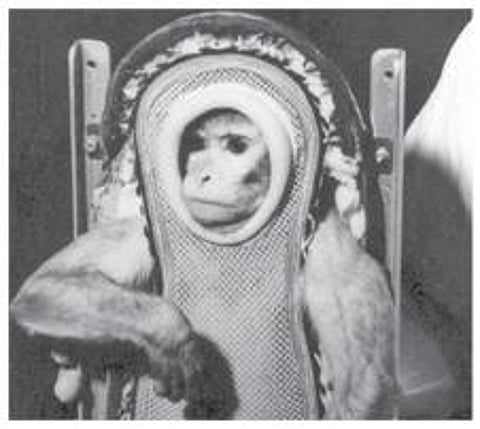 பளிச் பத்து 127: குரங்கு