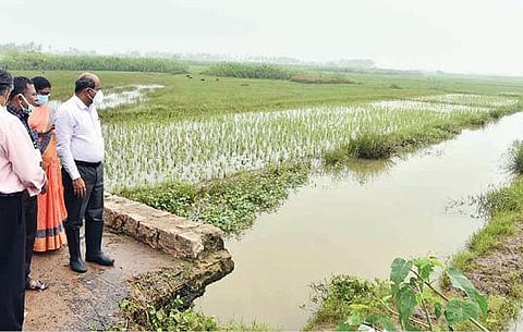திருச்சி மாவட்டம் கொடியாலம் ஊராட்சி புலிவலம் கிராமத்தில் நெல் வயலில் மழைநீர் தேங்கியுள்ளதை நேற்று பார்வையிடுகிறார் மாவட்ட ஆட்சியர் சு.சிவராசு.