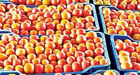 தொடர் மழையால் விளைச்சல் பாதிப்பு தக்காளி கிலோ ரூ.80-க்கு விற்பனை :