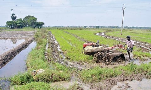 திருநெல்வேலி கருப்பந்துறை பகுதியில் சாகுபடிக்கு நிலத்தை தயார்படுத்தும் உழவுப்பணி நடைபெற்று வருகிறது.படம்: மு. லெட்சுமி அருண்.