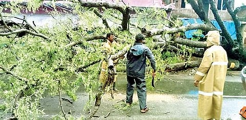 சேத்துப்பட்டு அருகே நம்பேடு கிராமத்தில் வேரோடு சாய்ந்த புளிய மரத்தை அகற்றும் பணியில் ஈடுபட்ட தீயணைப்பு துறையினர்.