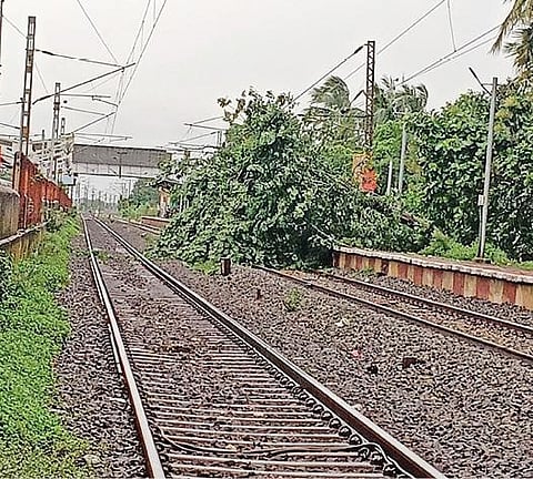 திருவள்ளூர் அருகேயுள்ள வேப்பம்பட்டு ரயில் நிலையப் பகுதியில் தண்டவாளத்தில் விழுந்த மரம்.