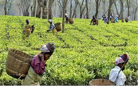 மலிவு விலை தேயிலை இறக்குமதியால் உள்நாட்டில் தேயிலை தொழில் கடும் பாதிப்பு