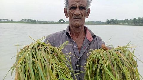 நெற்பயிர் வீணானதை எடுத்துக்காட்டும் விவசாயி