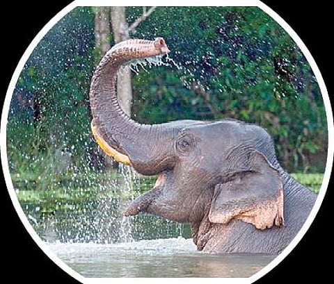 பளிச் பத்து 132: யானை