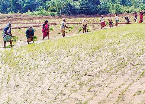 புதுக்கோட்டை மாவட்டம் வடகாட்டில் திருந்திய நெல் சாகுபடி முறையில் நேற்று நாற்று நடும் பணியில் ஈடுபட்டுள்ள பெண்கள்.