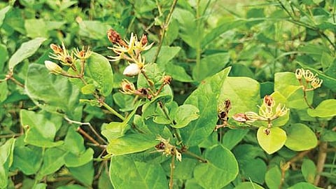 நிலக்கோட்டை அருகே மல்லிகைச் செடியில் கருகி யுள்ள மொட்டுகள். (உள்படம்) விவசாயி முருகேசன்.