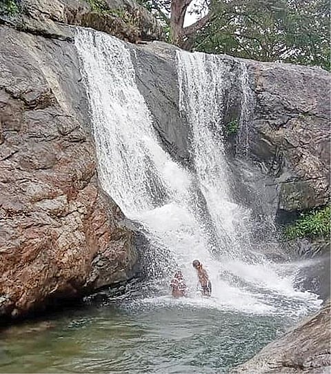 வில்லிபுத்தூர் அருகே செண்பகத்தோப்பு பகுதியில் மீன்வெட்டிப் பாறை அருவியில் கொட்டும் நீரில் ஆபத்தை உணராமல் குளிக்கும் உள்ளூர் இளைஞர்கள்.