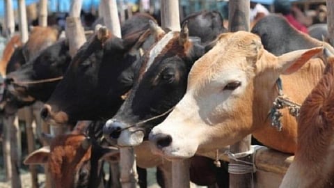 உ.பி.யில் பசுக்களுக்கு ஆம்புலன்ஸ் சேவை