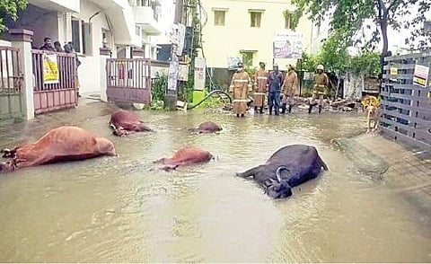 மேடவாக்கத்தில் தேங்கியிருந்த மழைநீரில் மின்சாரம் பாய்ந்து உயிரிழந்த மாடுகள்.