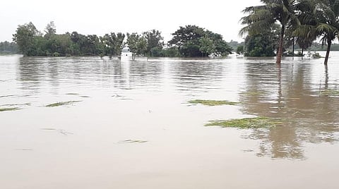 செல்லிப்பட்டு விவசாய நிலங்களில் சூழ்ந்துள்ள வெள்ள நீர்.