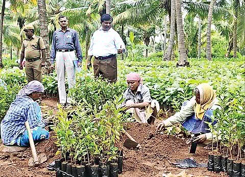 வேளாண் காடுகள் திட்டத்தின்கீழ் விவசாயிகளுக்கு வழங்கப்படவுள்ள மரக்கன்றுகள், அறச்சலூர் வன விரிவாக்க மையத்தில் தயாராகி வருகின்றன. அதனை வேளாண் இணை இயக்குநர் சி.சின்னசாமி பார்வையிட்டார்.