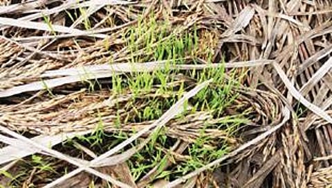 கிருஷ்ணகிரியில் நீரில் மூழ்கியதால் நெற்கதிர்கள் மீண்டும் முளைத்த பரிதாபம் :