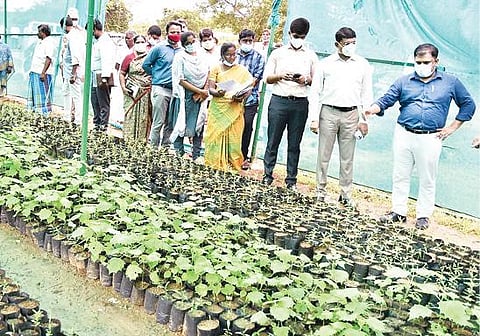 தி.மலை அடுத்த காட்டாம்பூண்டி ஊராட்சியில் நடைபெற்று வரும் நாற்றாங்கால் கூட்டுப்பண்ணை அமைக்கும் பணியை ஆய்வு செய்த ஊரக வளர்ச்சி துறை இயக்குநர் பிரவீன். அருகில், ஆட்சியர் பா.முருகேஷ் உள்ளிட்டோர்.