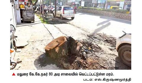 மதுரை சாலைகளில் வெட்டப்படும் பசுமை மரங்கள்: பாதுகாக்க நடவடிக்கை எடுக்குமா மாநகராட்சி?