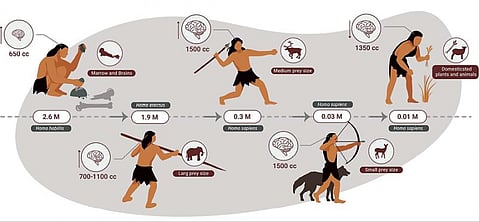 புதிய கண்டுபிடிப்புகள்: மனித மூளை சுருங்கி வருவது ஏன்?